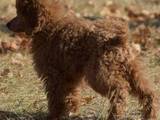 Собаки, щенята Карликовий пудель, ціна 4000 Грн., Фото