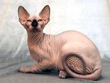 Кошки, котята Донской сфинкс, цена 100 Грн., Фото