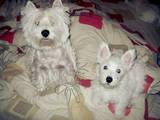 Собаки, щенки Вестхайленд уайт терьер, цена 12000 Грн., Фото
