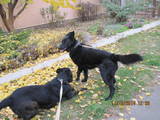 Собаки, щенки Ризеншнауцер, цена 1 Грн., Фото