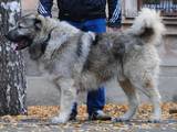 Собаки, щенки Кавказская овчарка, цена 7000 Грн., Фото