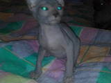 Кошки, котята Донской сфинкс, цена 230 Грн., Фото