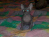 Кошки, котята Донской сфинкс, цена 230 Грн., Фото