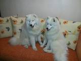 Собаки, щенки Самоед, цена 10000 Грн., Фото