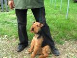 Собаки, щенята Вельштер'єр, ціна 4000 Грн., Фото