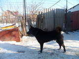 Собаки, щенята Східно-сибірська лайка, ціна 1500 Грн., Фото