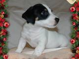 Собаки, щенята Джек Рассел тер'єр, ціна 9990 Грн., Фото