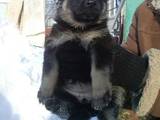 Собаки, щенята Східно-Європейська вівчарка, ціна 6000 Грн., Фото