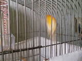 Попугаи и птицы Канарейки, цена 10 Грн., Фото