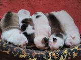 Собаки, щенки Английский бульдог, цена 25000 Грн., Фото