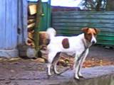 Собаки, щенки Жесткошерстный фокстерьер, цена 500 Грн., Фото