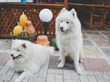 Собаки, щенята Самоїдом, ціна 4500 Грн., Фото