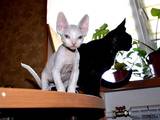 Кішки, кошенята Девон-рекс, ціна 4000 Грн., Фото
