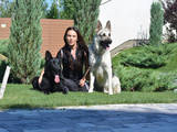 Собаки, щенята Східно-Європейська вівчарка, ціна 7000 Грн., Фото