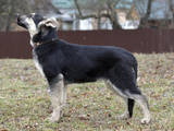 Собаки, щенки Восточно-Европейская овчарка, цена 7000 Грн., Фото