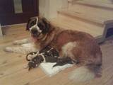 Собаки, щенята Московська сторожова, ціна 3500 Грн., Фото