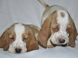 Собаки, щенята Бассет, ціна 7000 Грн., Фото