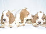 Собаки, щенки Бассет, цена 7000 Грн., Фото