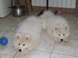 Собаки, щенки Самоед, цена 10000 Грн., Фото