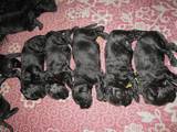 Собаки, щенята Чорний тер'єр, ціна 10000 Грн., Фото