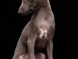Собаки, щенки Левретка, цена 20000 Грн., Фото