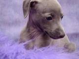 Собаки, щенята Левретка, ціна 20000 Грн., Фото