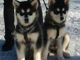 Собаки, щенки Аляскинский маламут, цена 10000 Грн., Фото