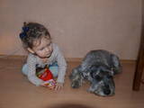 Собаки, щенки Миттельшнауцер, цена 100 Грн., Фото