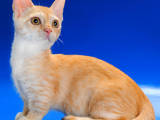 Кошки, котята Манчкин, цена 4000 Грн., Фото