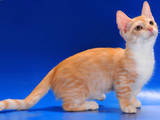 Кішки, кошенята Манчкин, ціна 4000 Грн., Фото