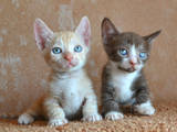 Кошки, котята Манчкин, цена 4000 Грн., Фото