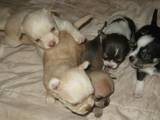 Собаки, щенки Русский гладкошерстный тойтерьер, цена 700 Грн., Фото