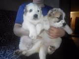Собаки, щенки Разное, цена 2500 Грн., Фото