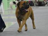 Собаки, щенята Південноафриканський Бурбуль, ціна 100 Грн., Фото