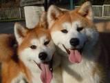 Собаки, щенята Акіта-іну, Фото