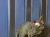 Кішки, кошенята Корніш-рекс, ціна 5500 Грн., Фото