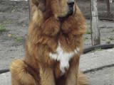 Собаки, щенята Тибетський мастиф, ціна 12000 Грн., Фото