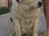 Собаки, щенята Середньоазіатська вівчарка, Фото