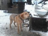 Собаки, щенята Російський хорт, ціна 1100 Грн., Фото
