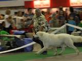 Собаки, щенки Белая Швейцарская овчарка, цена 27000 Грн., Фото