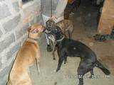 Собаки, щенки Грейхаунд, цена 2000 Грн., Фото