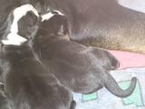 Собаки, щенята Великий Швейцарський зенненхунд, ціна 26000 Грн., Фото