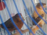 Папуги й птахи Канарки, ціна 400 Грн., Фото