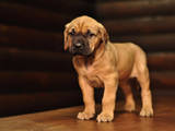 Собаки, щенята Англійська мастіф, ціна 12000 Грн., Фото