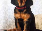 Собаки, щенята Сетер-гордон, ціна 7500 Грн., Фото