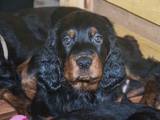 Собаки, щенята Сетер-гордон, ціна 7500 Грн., Фото