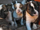 Собаки, щенки Американский бульдог, цена 8000 Грн., Фото