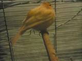 Попугаи и птицы Канарейки, цена 450 Грн., Фото
