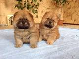 Собаки, щенки Чау-чау, цена 4000 Грн., Фото