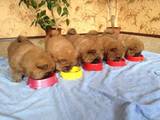 Собаки, щенки Чау-чау, цена 4000 Грн., Фото